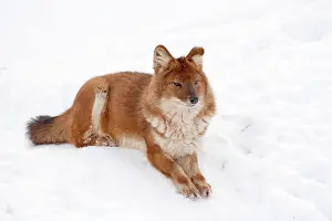 310517: Mammal. Dhole