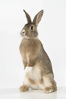 Agouti: Mammal. Domestic ( agouti ) rabbit, standing up, studio