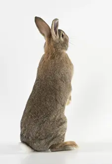 Agouti: Mammal. Domestic ( agouti ) rabbit, standing up, studio