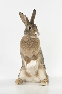 Agouti: Mammal. Domestic ( agouti ) rabbit, standing up, studio