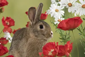 Agouti: Mammal. Domestic Rabbit ( agouti )in Poppies and