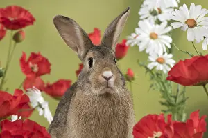 Agouti: Mammal. Domestic Rabbit ( agouti )in Poppies and
