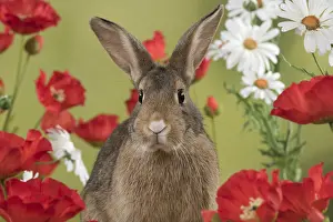 Agouti: Mammal. Domestic Rabbit ( agouti )in Poppies and