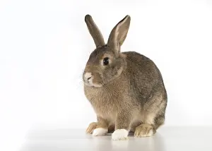 Agouti: Mammal. Domestic Rabbit ( agouti ) on white, studio