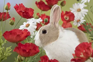 130318: Mammal. Domestic rabbit ( dutch ) in Poppies and