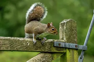 Gate: Mammal. Grey Squirrel on farm gate