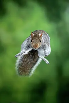 Leaping: MAMMAL. Grey Squirrel, in mid air, jumping towards camera