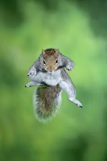 Leaping: MAMMAL. Grey Squirrel, in mid air, jumping towards camera