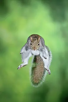 Leaping: MAMMAL. Grey Squirrel, in mid air, jumping towards camera