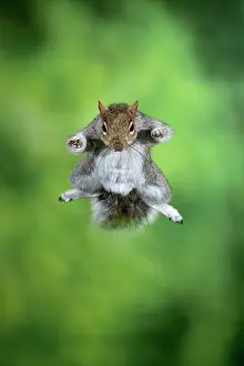 Leaping: MAMMAL. Grey Squirrel, in mid air, jumping towards camera
