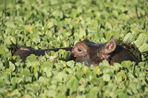 Hippopotami: Mammal. Hippopotamus, Masai Mara, Kenya