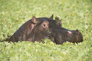 Hippopotami: Mammal. Hippopotamus, Masai Mara, Kenya