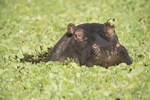 Hippopotami: Mammal. Hippopotamus, Masai Mara, Kenya