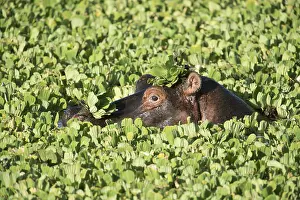 240118: Mammal. Hippopotamus, Masai Mara, Kenya