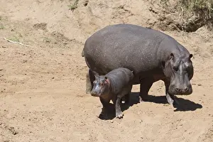 Hippopotami: Mammal. Hippoptamus, Masai Mara, Kenya