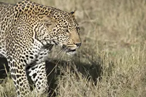 240118: Mammal. Leopard, Masai mara