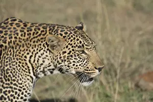 Ticks: Mammal. Leopard, Masai mara. Ticks on face &