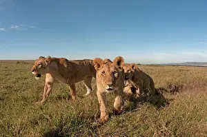 051017: Mammal. Lion, approaching very close to camera