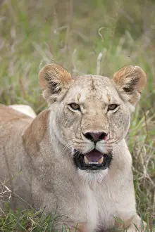 051017: Mammal. Lion, Lioness laying down licking face, mouth open