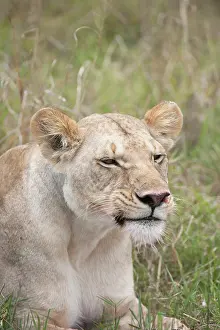 Lionesses: Mammal. Lion, Lioness laying down licking face, mouth open