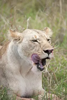 Lionesses: Mammal. Lion, Lioness laying down licking face, mouth open