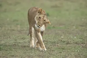 Lionesses: Mammal. Lion, Lioness, walking and shaking head