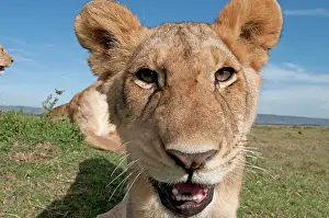 Selfie: Mammal. Lion, looking at camera, taking selfie