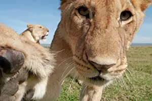 Selfie: Mammal. Lion, looking at camera, taking selfie