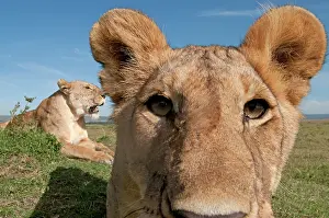 Selfie: Mammal. Lion, looking at camera, taking selfie