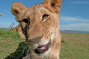 Selfie: Mammal. Lion, looking at camera, taking selfie