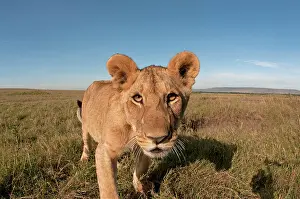 Selfie: Mammal. Lion, looking at camera, taking selfie