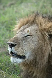 051017: Mammal. Lion, male, eyes closed