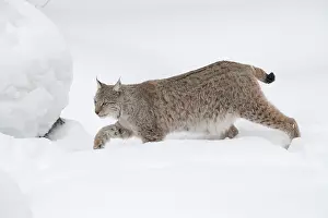 030517: MAMMAL. Lynx in deep snow