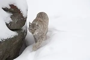 030517: MAMMAL. Lynx in deep snow