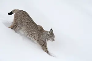 030517: MAMMAL. Lynx in deep snow