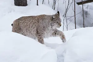 030517: MAMMAL. Lynx in deep snow