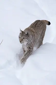 030517: MAMMAL. Lynx in deep snow
