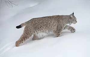 030517: MAMMAL. Lynx in deep snow
