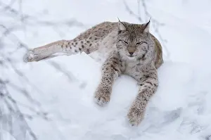 030517: MAMMAL. Lynx in laying on snow