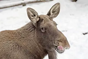 Lips: Mammal. Moose