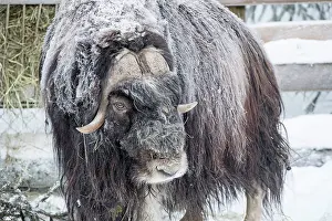 Musk: Mammal. Musk Ox, Ranua zoo Finland