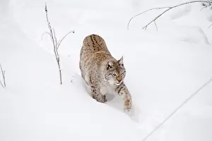 Lynxes: Mammal. Northern Lynx