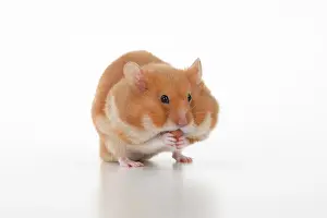 Cheeks: MAMMAL. Pet Hamster, eating with cheeks full of