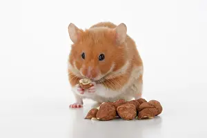 Cheeks: MAMMAL. Pet Hamster, eating with cheeks full of