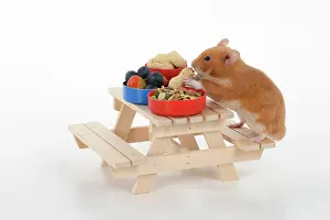 Picnic: MAMMAL. Pet Hamster, eating lunch on a picnic bench, studio