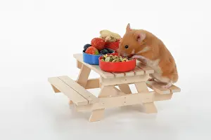 Hamsters: MAMMAL. Pet Hamster, eating lunch on a picnic bench, studio