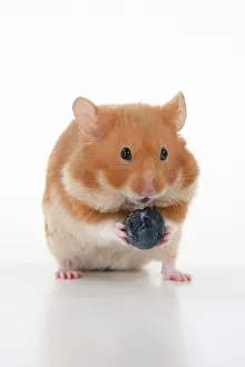 Cheeks: MAMMAL. Pet Hamster, eating, studio