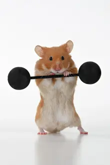 Exercising: MAMMAL. Pet Hamster, lifting old fashioned weights, studio