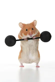 Exercising: MAMMAL. Pet Hamster, lifting old fashioned weights, studio