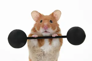 Exercising: MAMMAL. Pet Hamster, lifting old fashioned weights, studio